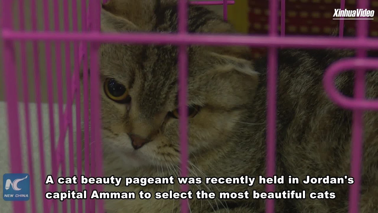 Cat beauty pageant in Jordan aims to raise awareness of animal protection